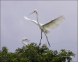 Egret;Nest-Building;Flight;Great-Egret;Florida;Southeast-USA;Ardea-alba;flying-b